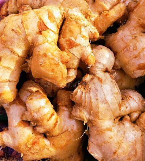 ginger root spice a pungent aromatic rhizome of a tropical asian herb indian adarak chinese