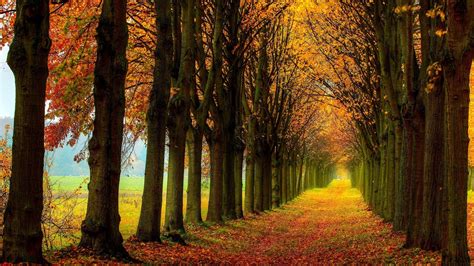 Colorful Path Autumn Fall Trees Forest Wallpapers Wallpaper Cave