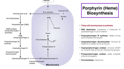 Porphyrins Heme B Biosynthesis And Its Regulation Youtube
