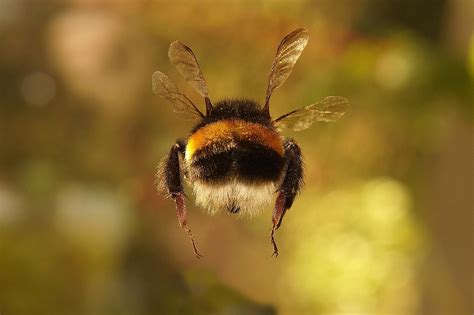 Bumble Bee Insect Wallpaper