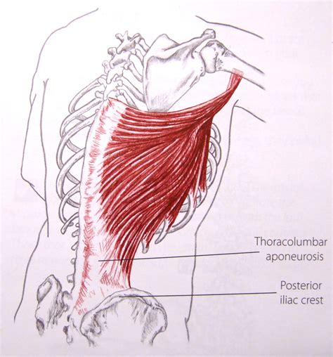 Notes On Anatomy And Physiology More On The Ties That Bind