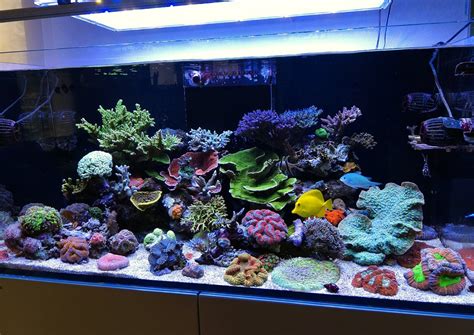 Sps Mixed Tank Reef2reef Saltwater And Reef Aquarium Forum