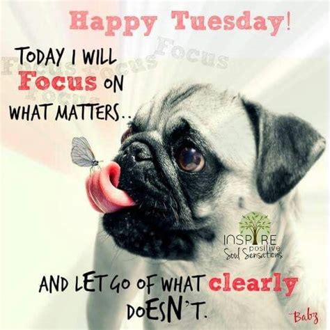 Tuesday Cute Pugs Pet Dogs Dog Care