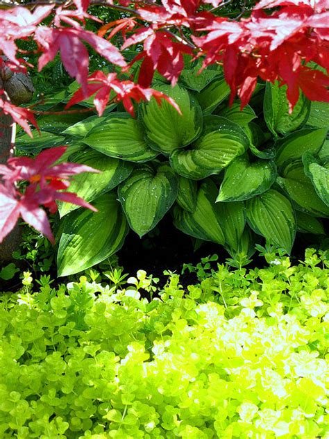 We did not find results for: Low-Growing Plants Guide: Border Plants For Walkway ...