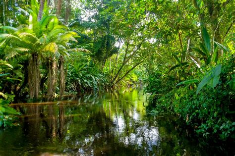 Africas Rainforests Are Different Why It Matters That Theyre Protected