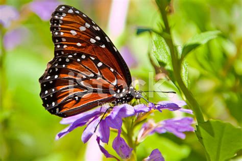 Monarch Butterfly Danaus Plexippus On Purple Flower Stock Photo