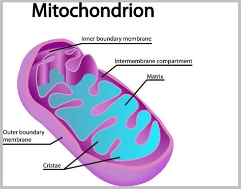 Mitochondria is the seat of cellular and aerobic respiration. Mitochondrion-In eukaryotic cells, the cell organelle that ...