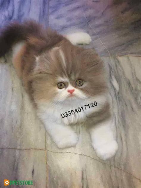 White Persian Cat Price In Pakistan Dogs And Cats Wallpaper