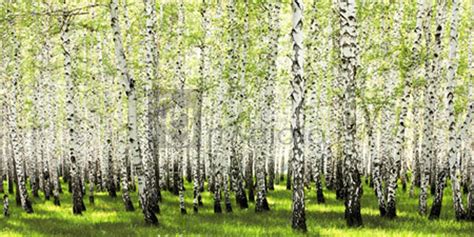 Anonymous Birch Forest In Spring Pg Plaisiogr