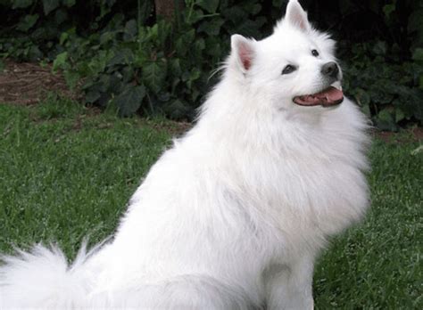Indian Spitz Dog Breed Information Images Characteristics Health