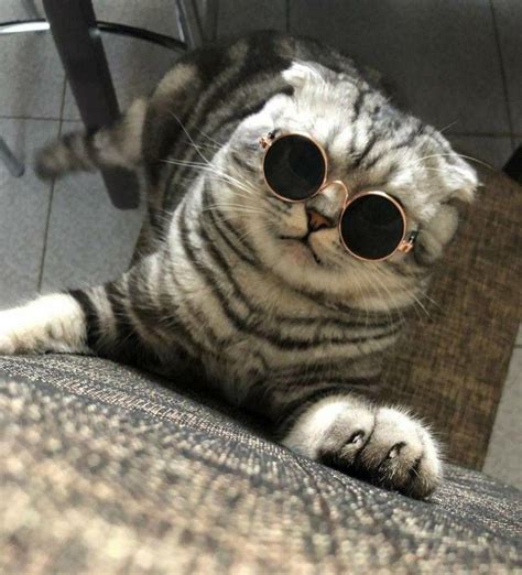 Cat Wearing Sunglasses Memes Imgflip