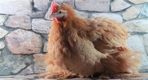 Cochin Chicken Breed Care Facts Eggs Sale Pics And All Information