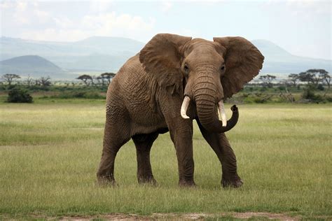 African Bush Elephant Size Habitat And Facts Britannica