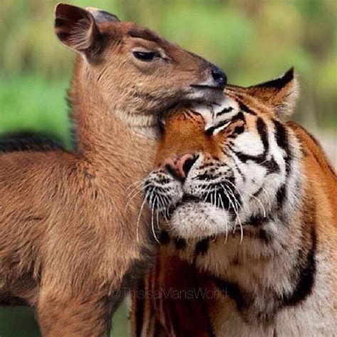 Friends Unlikely Animal Friends Cute Animals Unusual Animals