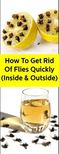 11 Flies Ideas Household Hacks Bug Repellent Cleaning Hacks