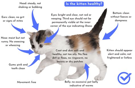 Is The Kitten Healthy Check List Infographic Advocating Animal Welfare