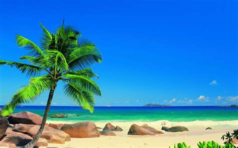Free Download Seychellen Beach With Palm Trees 1680 X 1050 Download