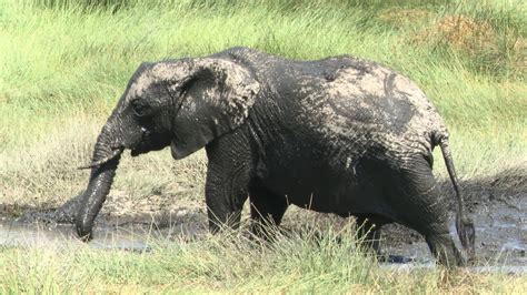 Premium Stock Video African Elephant Juvenile Enjoying In The Mud Of