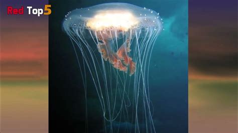 5 Most Dangerous Jellyfish In The World Youtube