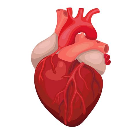 Coração Anatômico Isolado Sinal De Centro De Diagnóstico Cardíaco