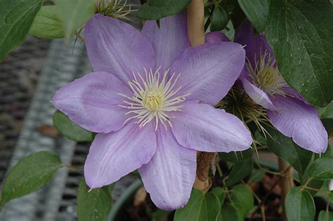 We did not find results for: Cezanne Clematis (Clematis 'Cezanne') in Augusta ...