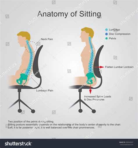 Includes the visual areas, which receive visual information from the opposite visual field. Lumbar Region Sometimes Referred Lower Spine Stock Vector 458944597 - Shutterstock