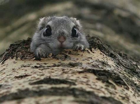 Chinese Dwarf Flying Squirrel Animals Beautiful Cute
