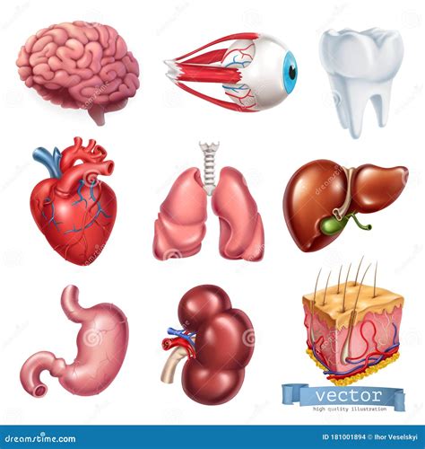 Human Heart Brain Eye Tooth Lungs Liver Stomach Kidney Skin