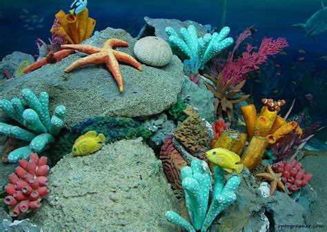 Underwater Beautiful Sea Creatures Underwater Sea