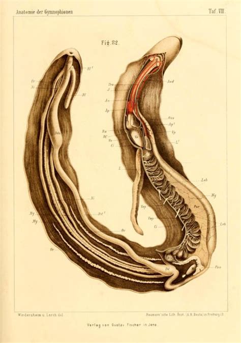 The anatomy of a Caecilian, 1879 #amphibian | Anatomy, Scientific