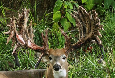 Big Whitetail Buck Deer Wallpaper