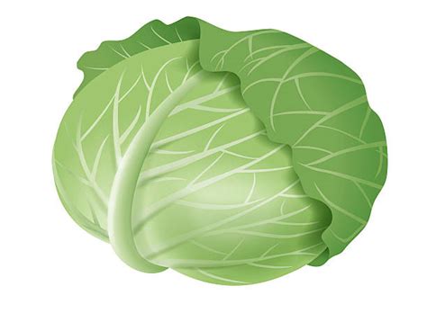 Green Cabbage Illustrations Royalty Free Vector Graphics And Clip Art