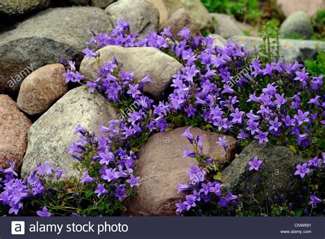 You can plant a traditional rock garden or simply fill a tiny space with these small but colorful plants. Bellflower (campanula Spec.), Rock Garden With Bellflower ...