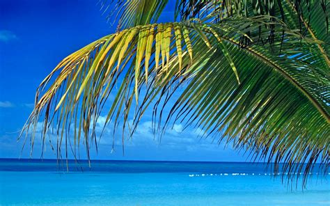 Tropical Background Design Hd Find The Best Free Stock Images About