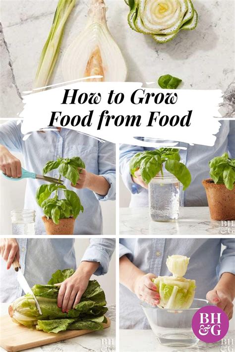 6 Veggies And Herbs You Can Easily Regrow From Kitchen Scraps Food