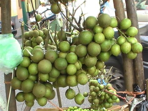 We did not find results for: 28 best Dominican fruit images on Pinterest | Fruit ...