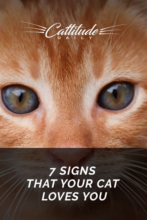 7 Signs That Your Cat Loves You In 2021 Cat Love Kitten Love Cat Area