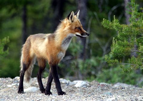 File:Adult fox.JPG - Wikipedia
