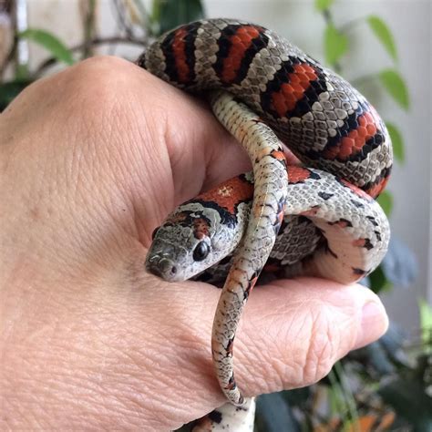 The Different Types Of Small Pet Snakes Patchpets