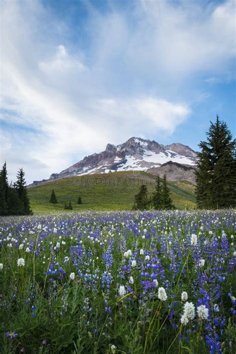 Summer Wildflowers On Mt Hood Oregon Stock Photo Image Of