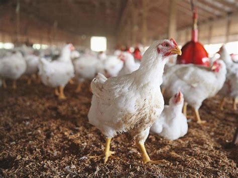 ‘hike In Poultry Feed Rates Held Responsible For Increase In Chicken