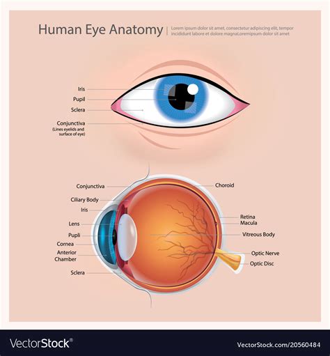 Anatomical Structure Of The Eye