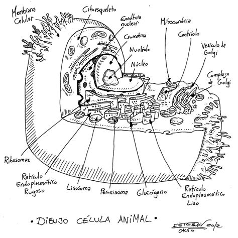 Celula Animal Para Colorear