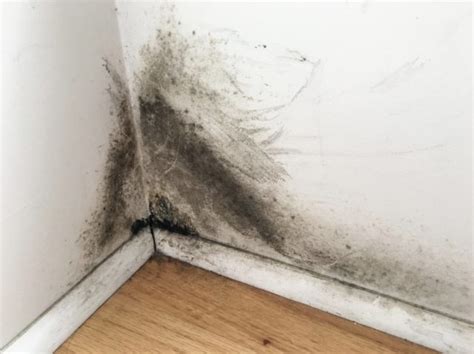 Black Mold On Drywall Get Rid Of It Right Away Clean Water Partners