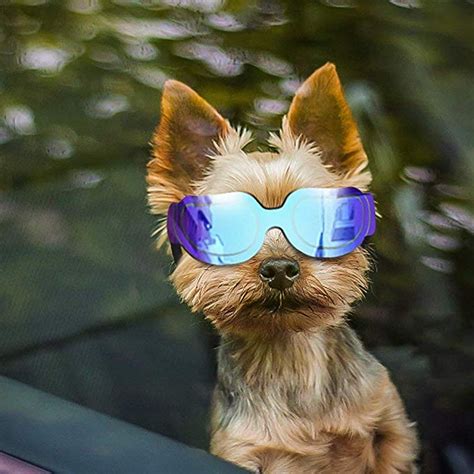 Pin By Amanda Mac On Styled Pets Dog Goggles Dog Sunglasses Pet