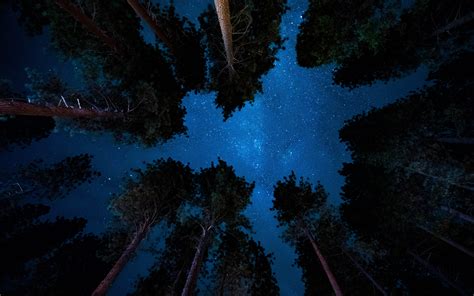 Download 3840x2400 Wallpaper Starry Night Nature Sky Trees 4k