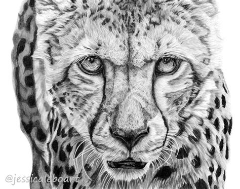 Pencils Return A Cheetah Closeup Drawn In Graphite This Is My First