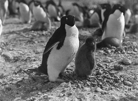 Adelie Penguins Photograph By Natural History Museum London Fine Art