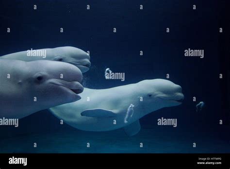 Beluga Delphinapterus Leucas Whale Trio Blowing Toroidal Bubble Rings
