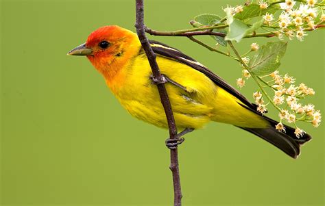 Jim Brown Western Tanager The National Wildlife Federation Blog